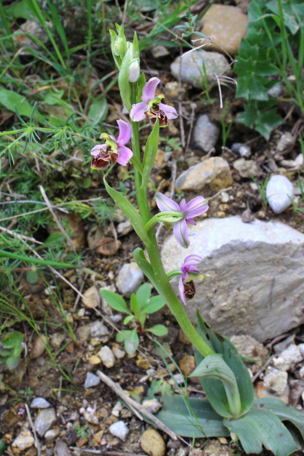 Orchidee dell''Imperiese